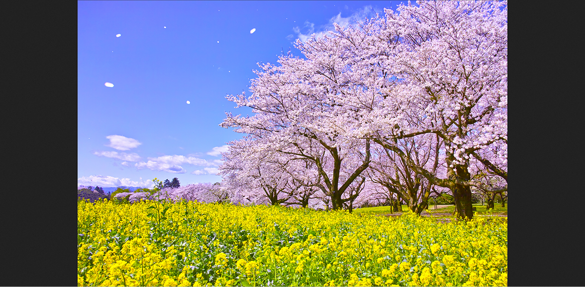 桜のデモ画像